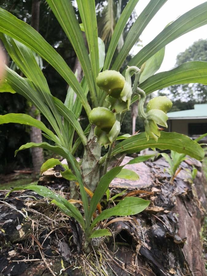 Catasetum maculatum habit
