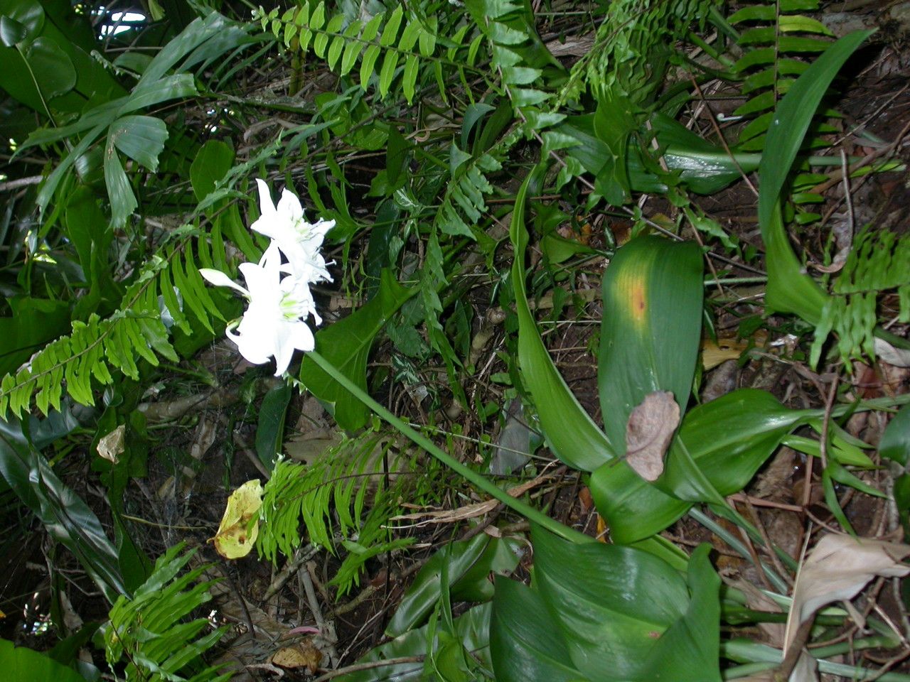 Eucharis × grandiflora habit