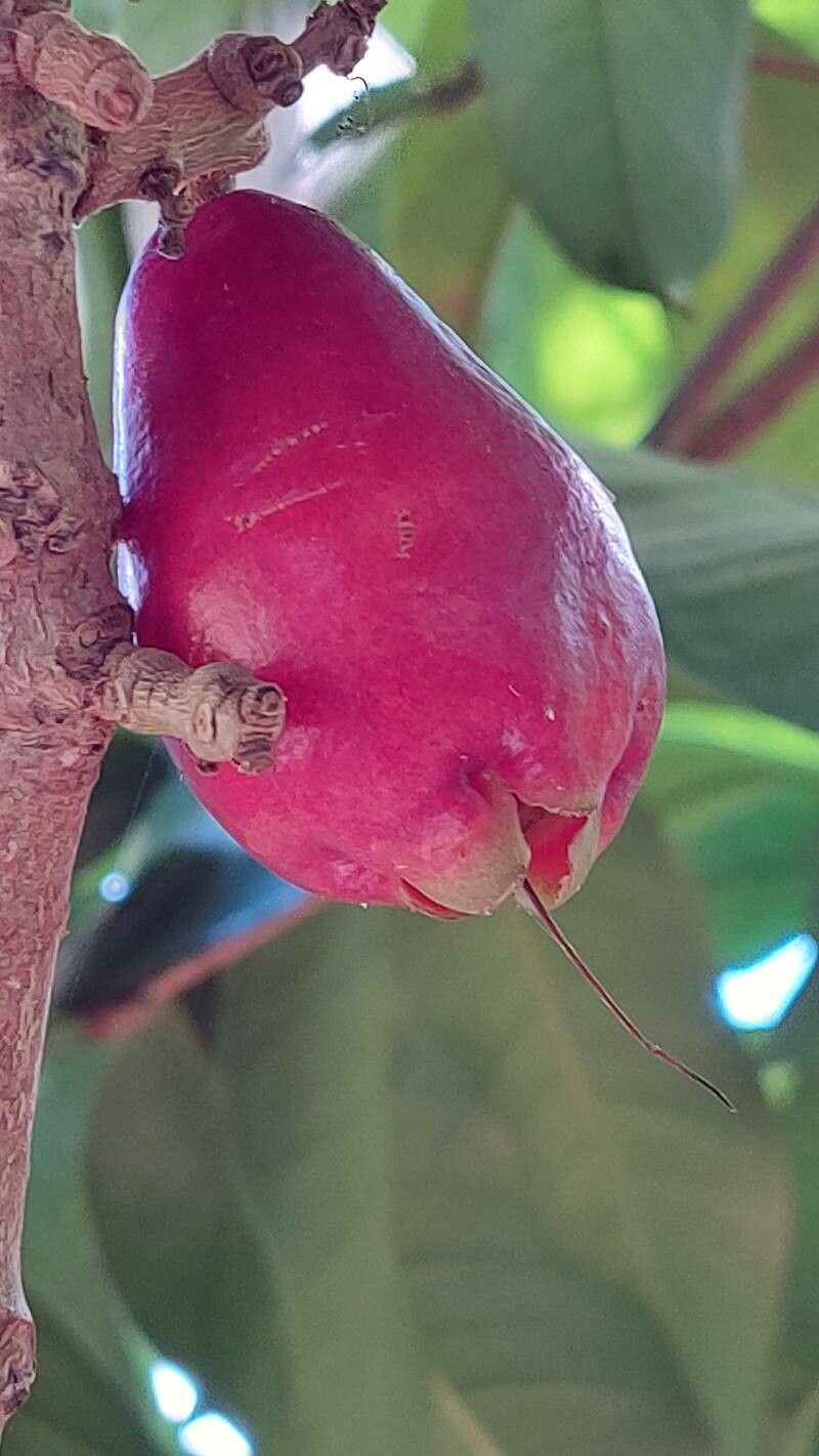 Syzygium malaccense fruit