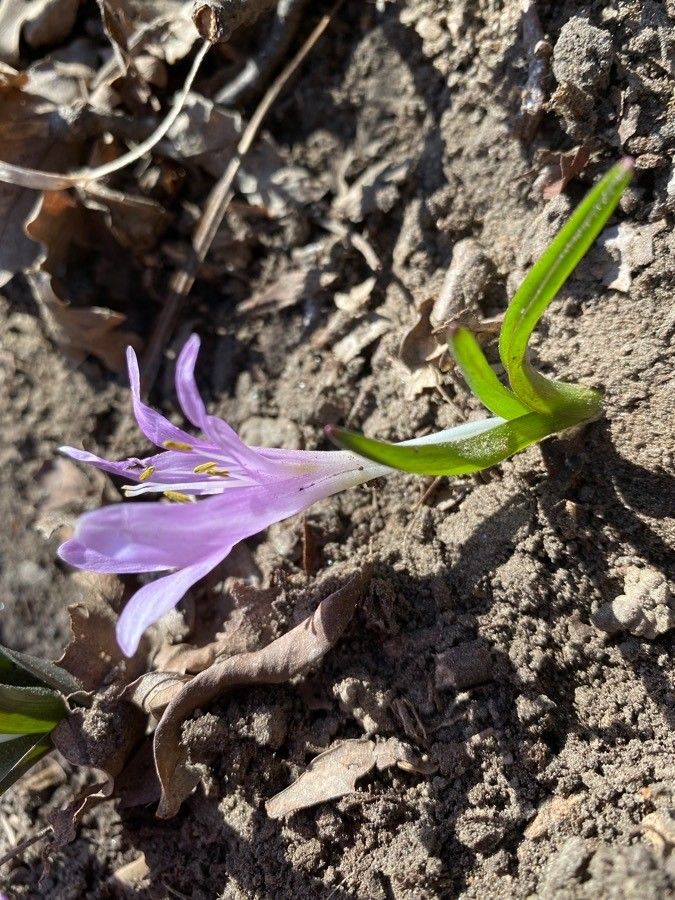 Colchicum bulbocodium habit