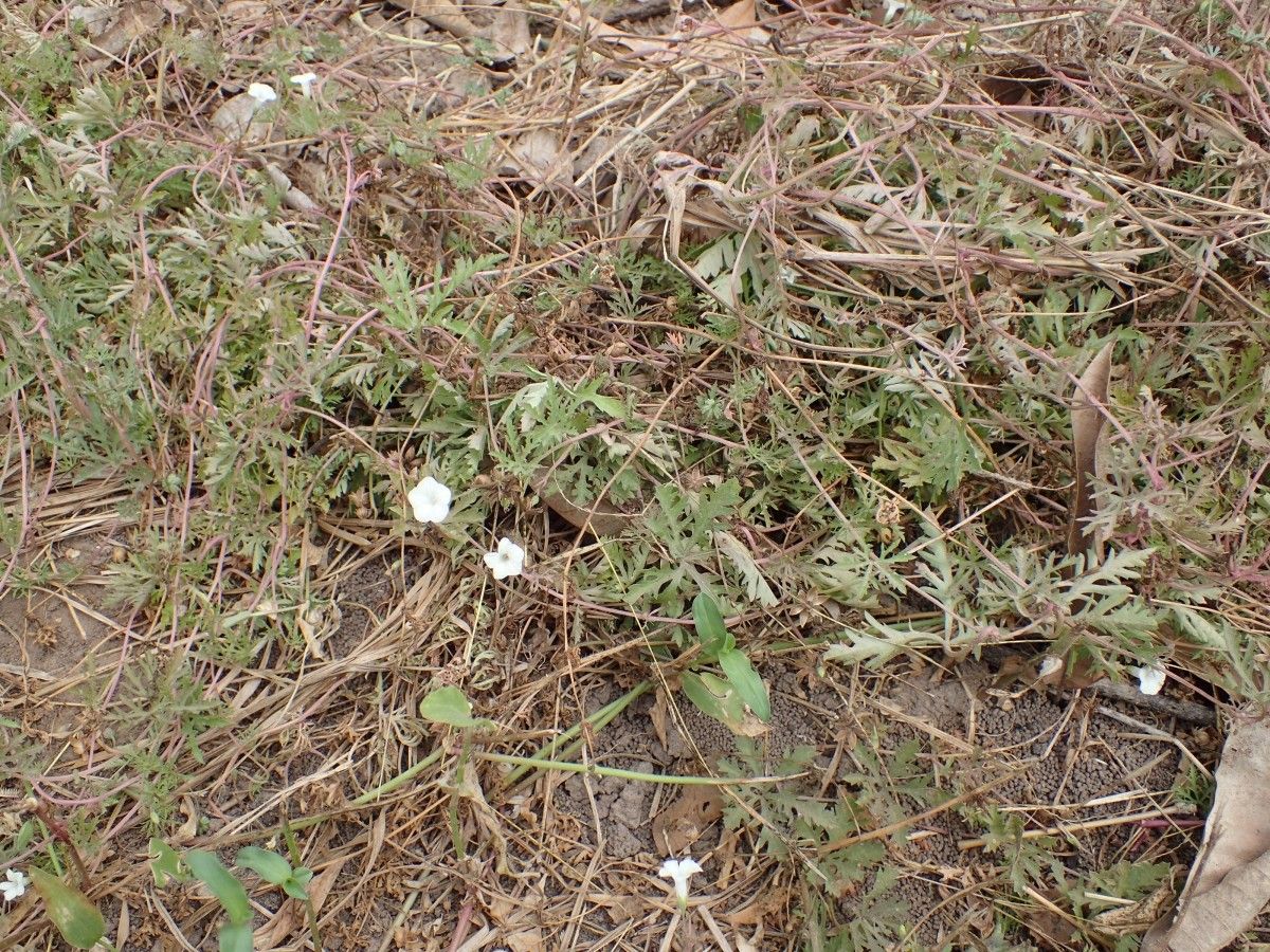 Ipomoea coptica habit