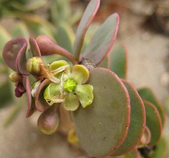 Othonna intermedia flower