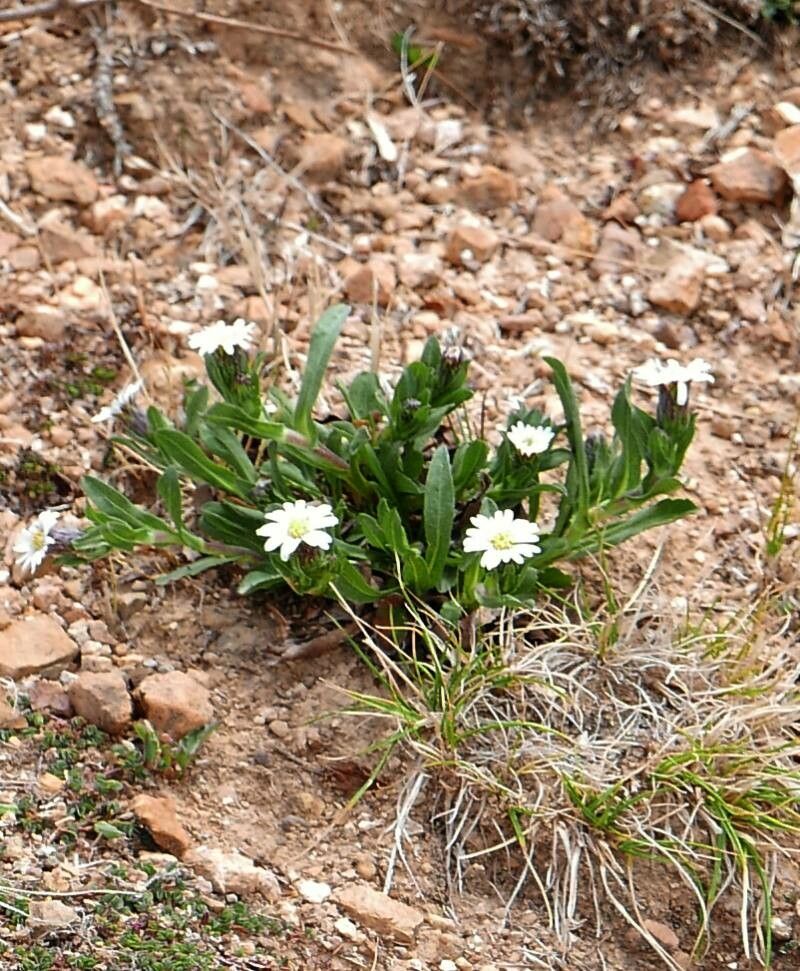 Cerastium beeringianum — houseplant care guide