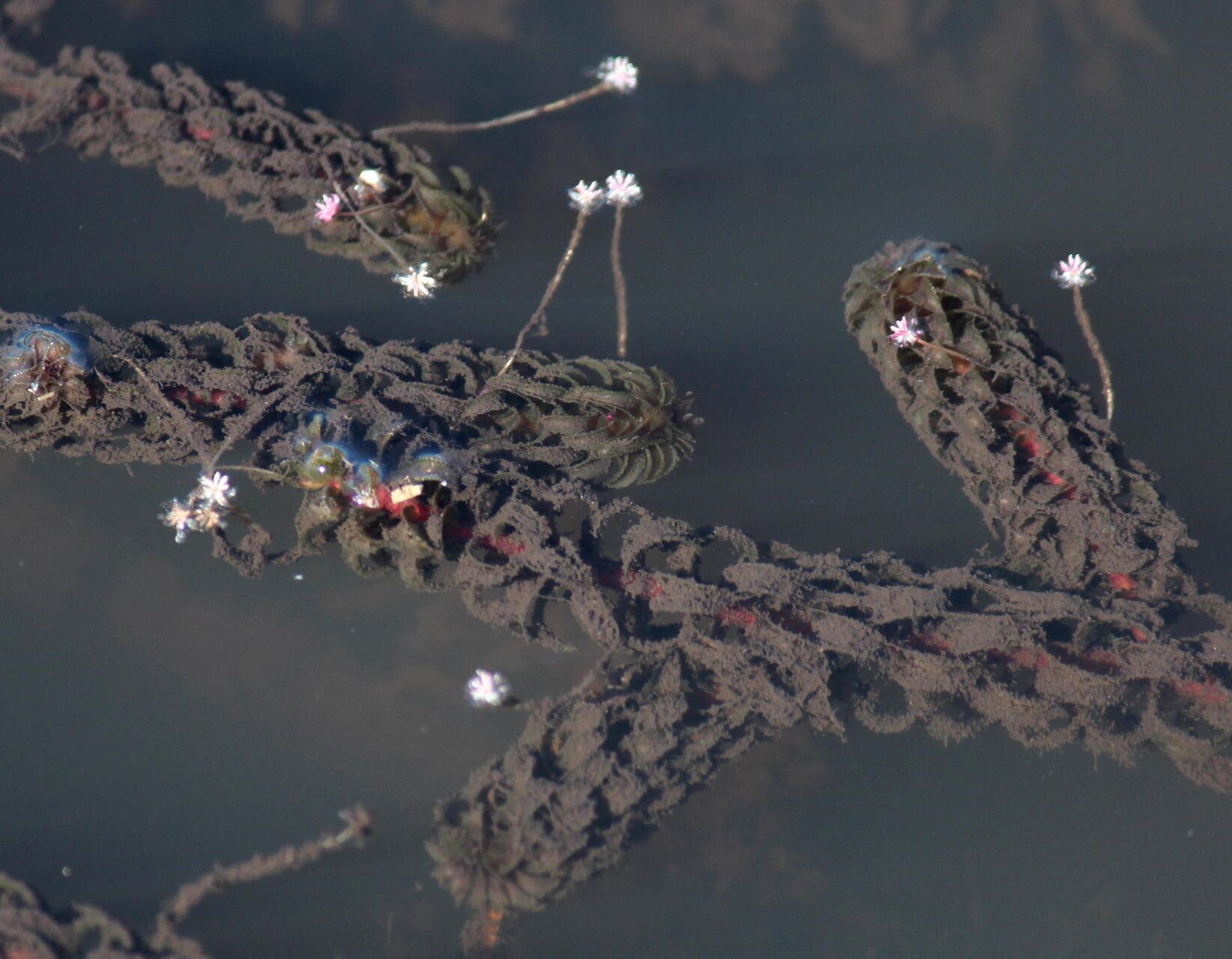 Lagarosiphon ilicifolius habit