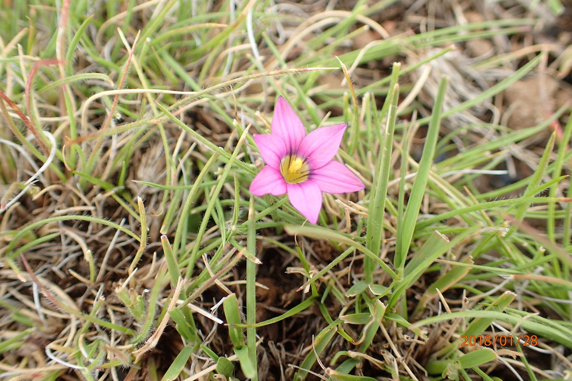 Romulea camerooniana — related species from the same genus