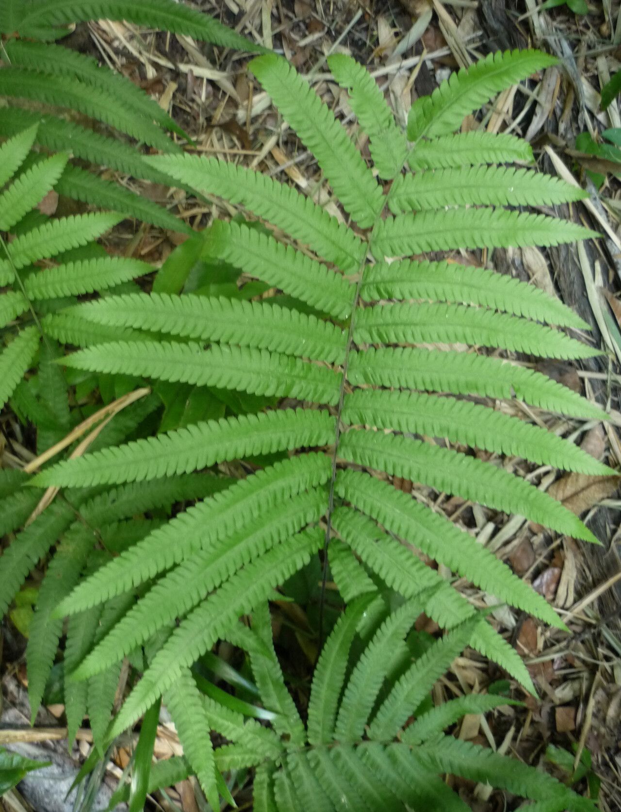 Thelypteris subpubescens — search result for 'Thelypteris'