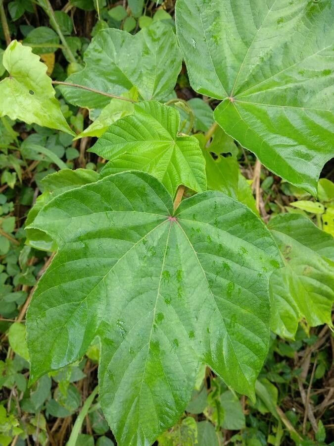 Abroma augusta — natural insect repellents houseplant