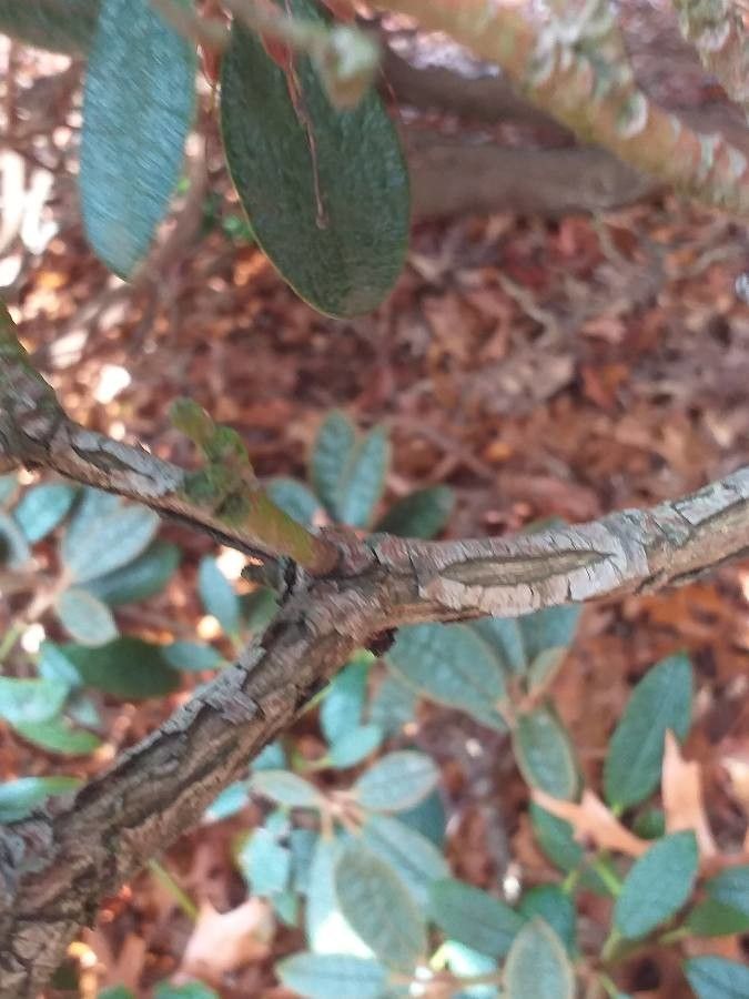 Rhododendron wiltonii bark