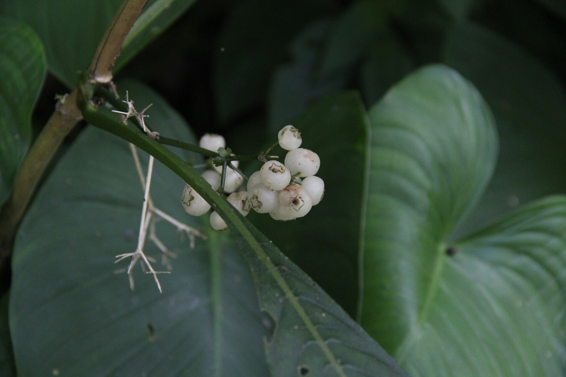 Psychotria leucocarpa fruit