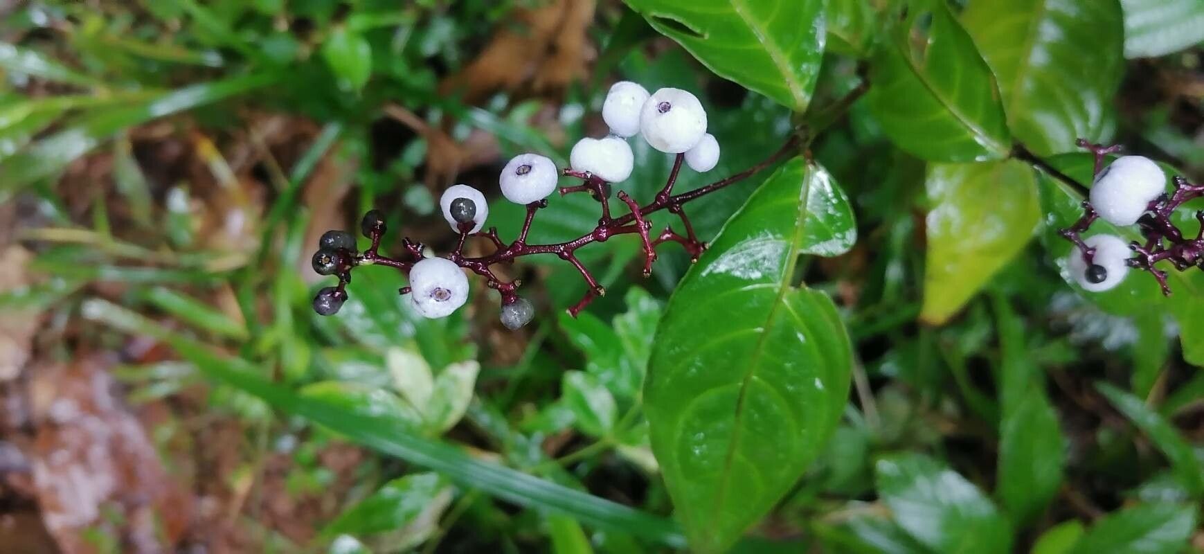Psychotria deflexa fruit