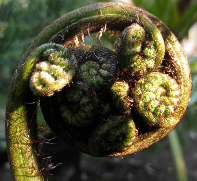 Alsophila milnei — houseplant care guide