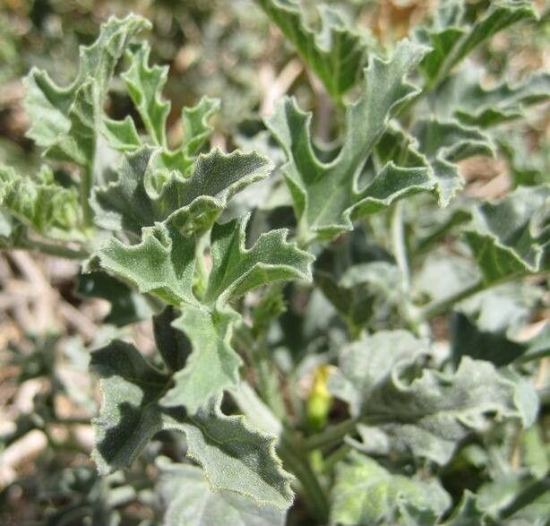 Citrullus ecirrhosus