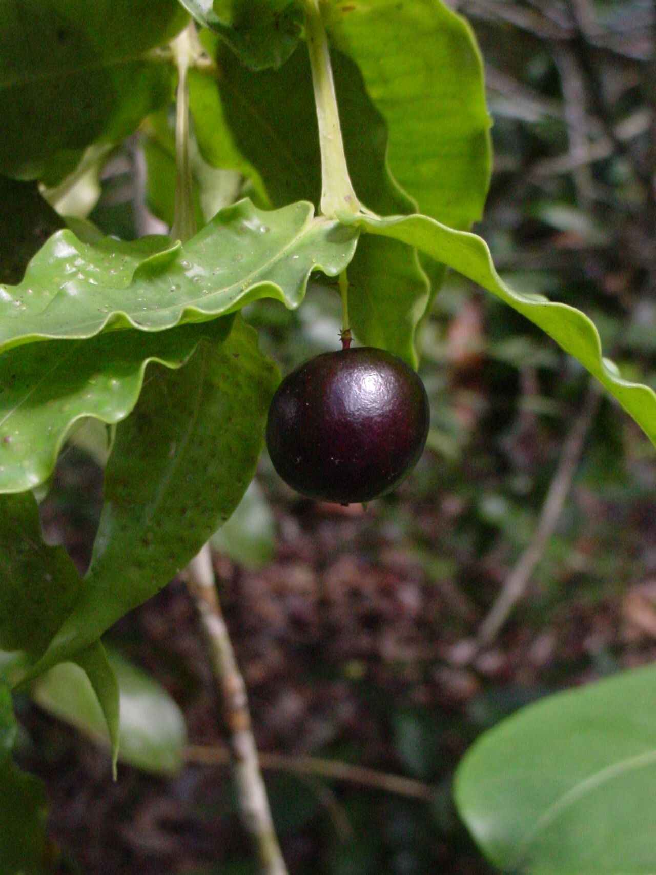 Syzygium jaffrei fruit