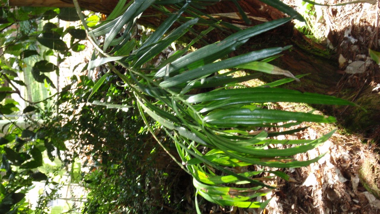 Podocarpus grayae leaf