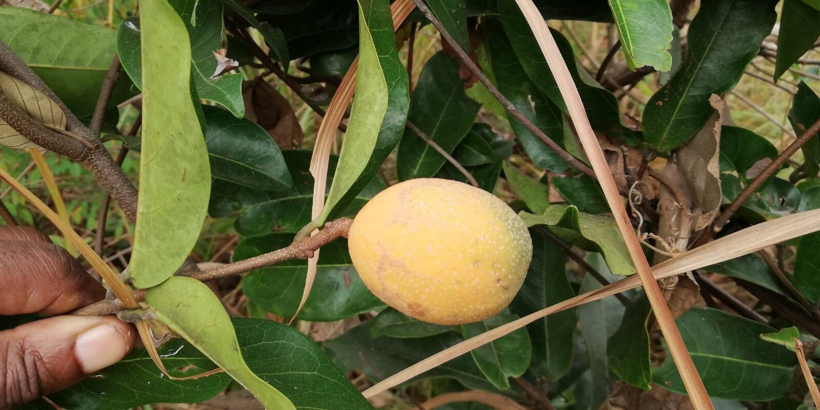Landolphia camptoloba fruit