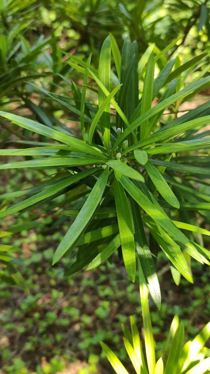 Podocarpus lambertii — search result for 'Podocarpus'