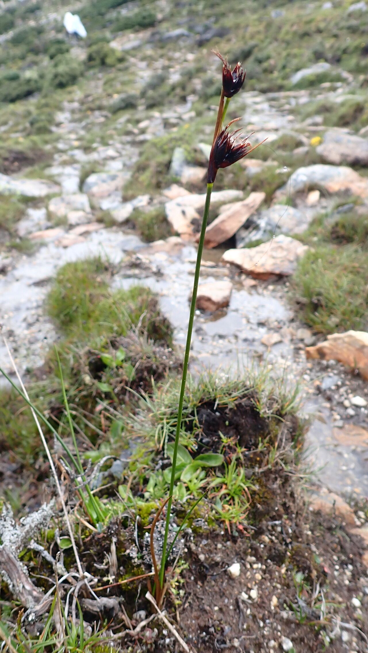 Juncus sikkimensis — search result for 'Juncus'