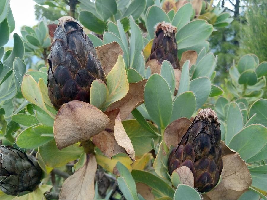 Protea grandiceps flower