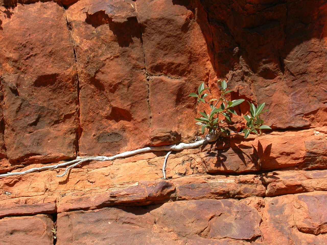 Ficus brachypoda — search result for 'Moraceae'