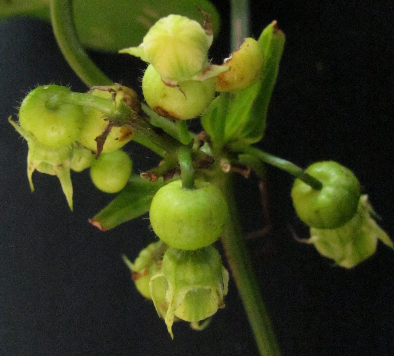 Cayaponia granatensis fruit