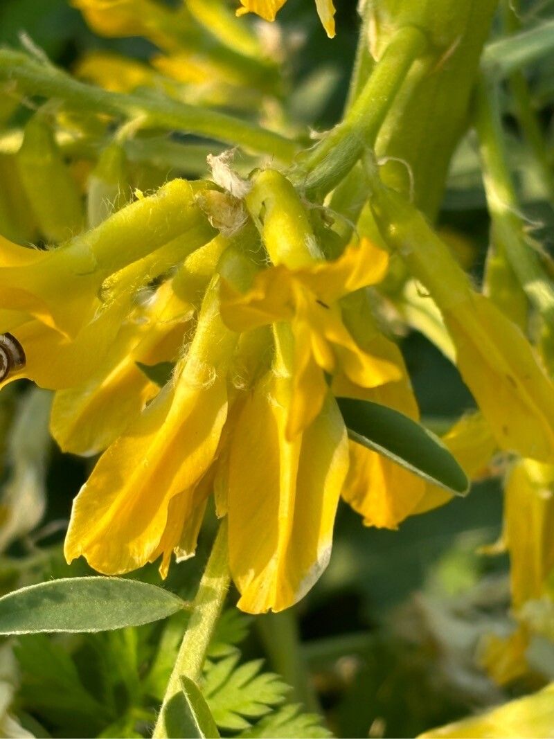Astragalus macrocarpus flower