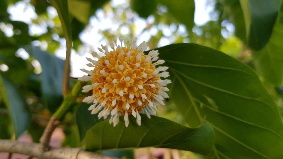 Nauclea orientalis flower