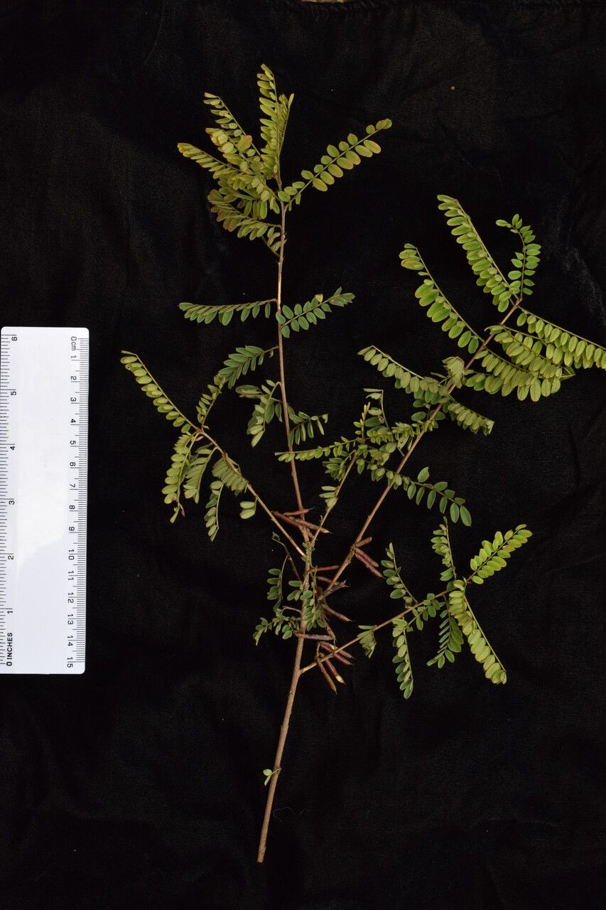 Indigofera cylindracea other