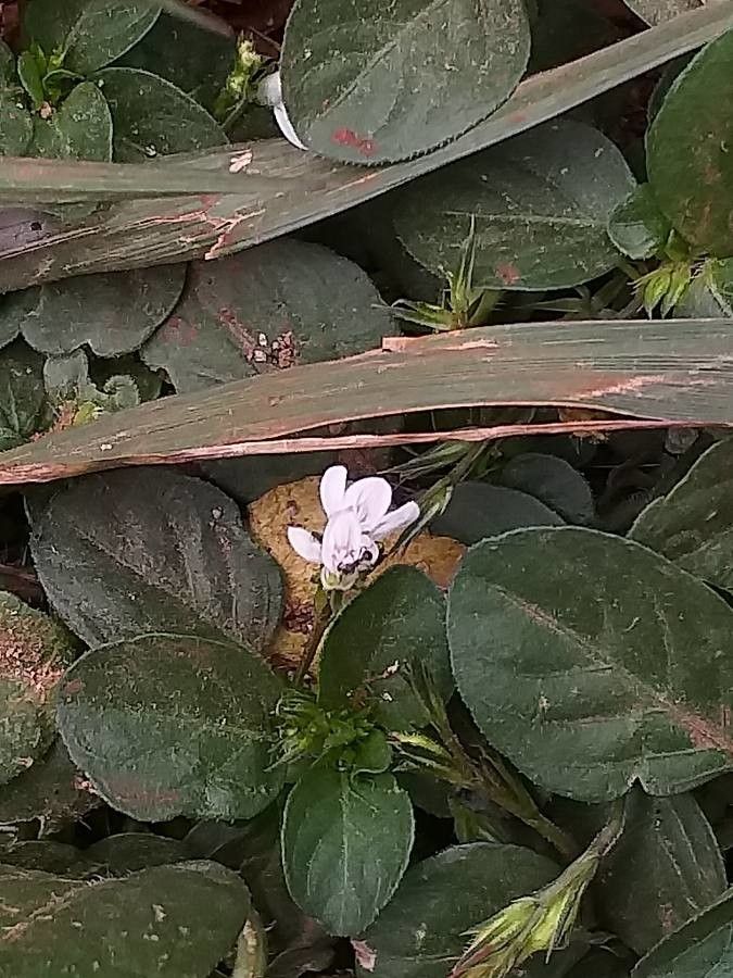 Hypoestes forsskaolii leaf