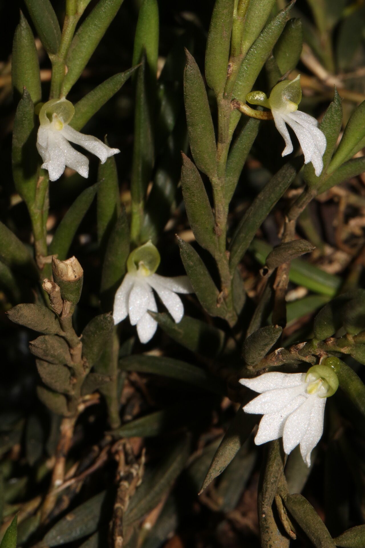 Angraecum gabonense habit