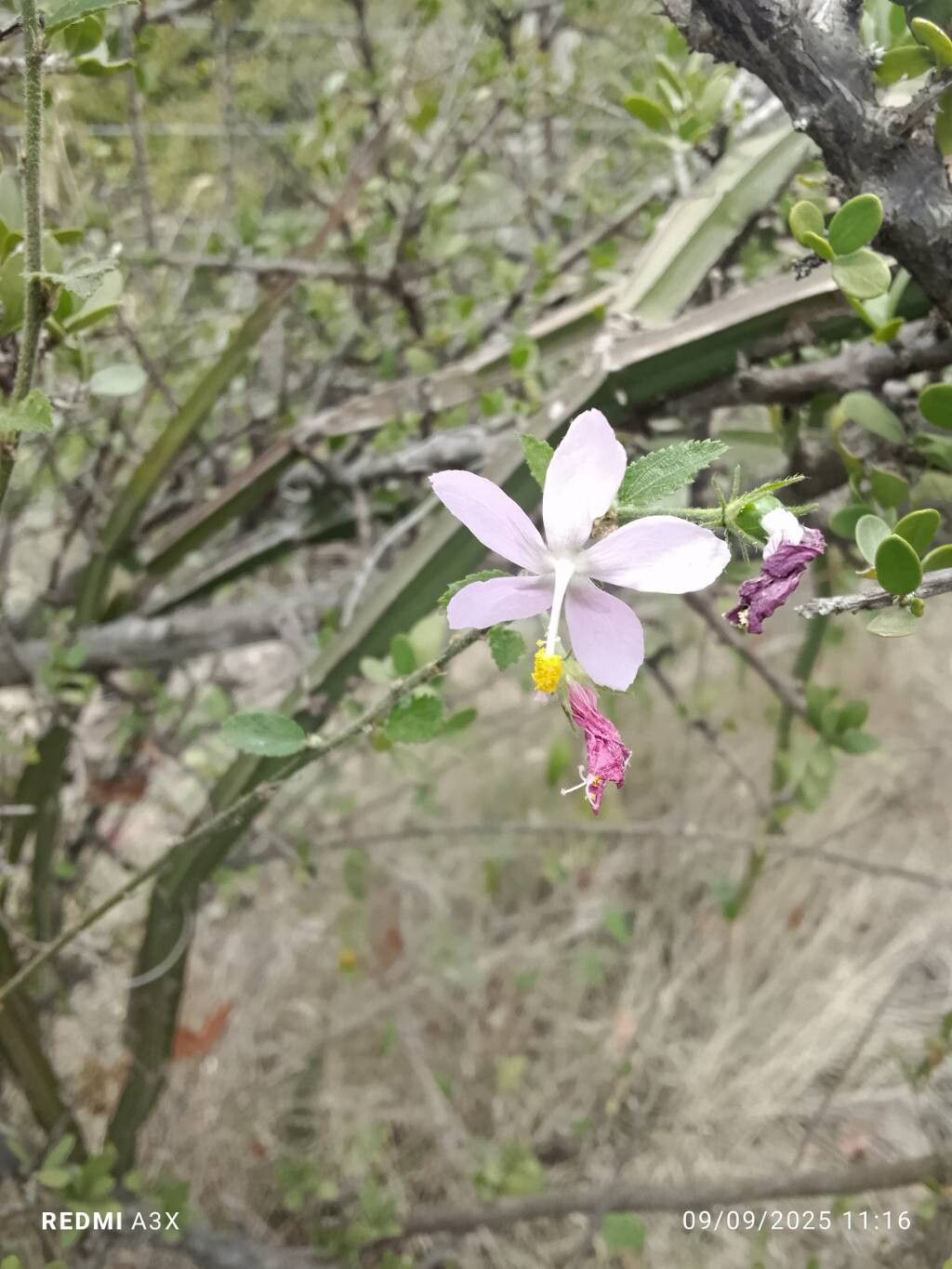 Hibiscus meyeri-johannis — search result for 'Hibiscus'