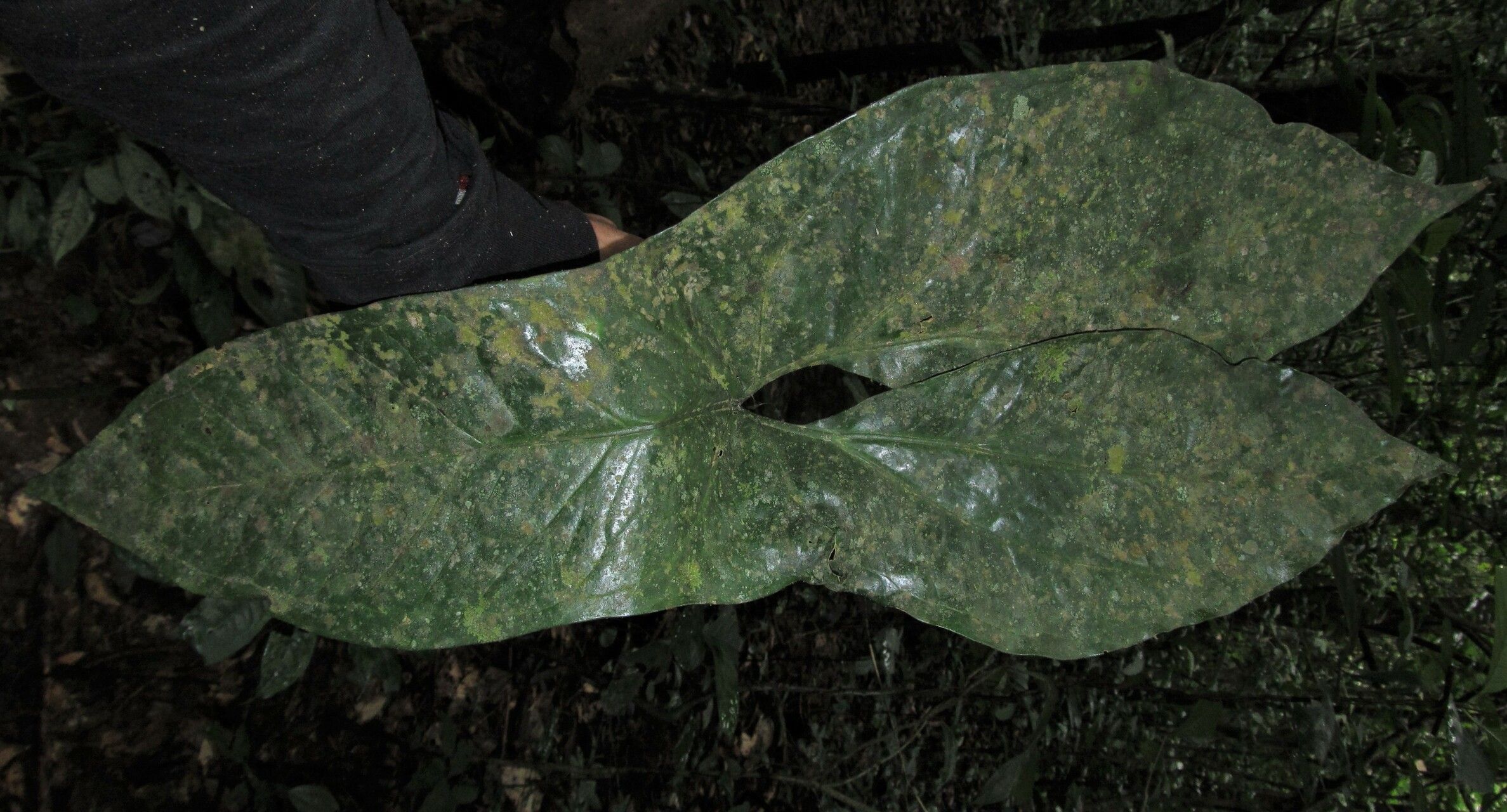 Nephthytis poissonii