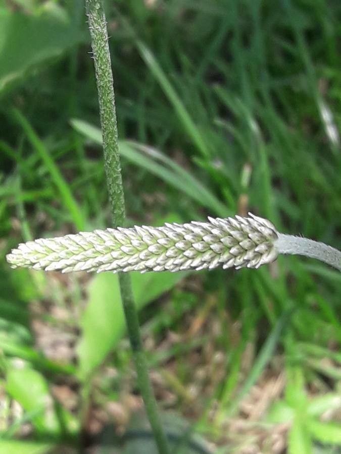 Plantago media fruit