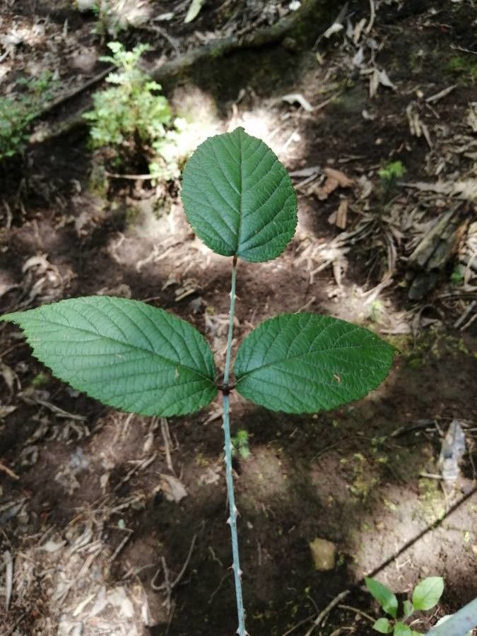 Rubus egregius — houseplant care guide