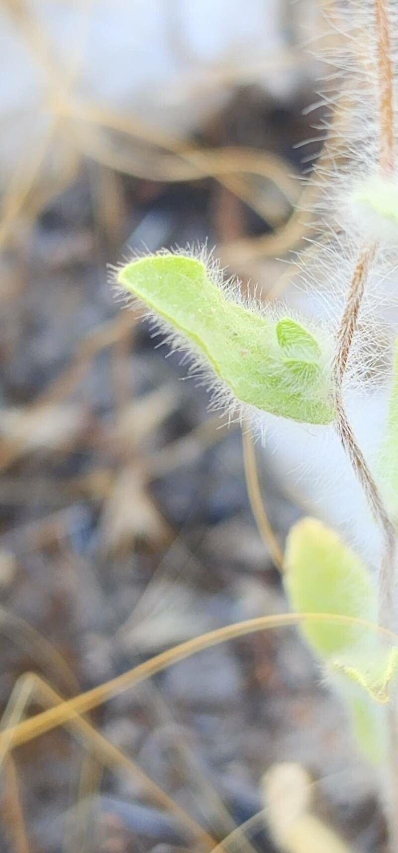 Pentanema divaricatum leaf