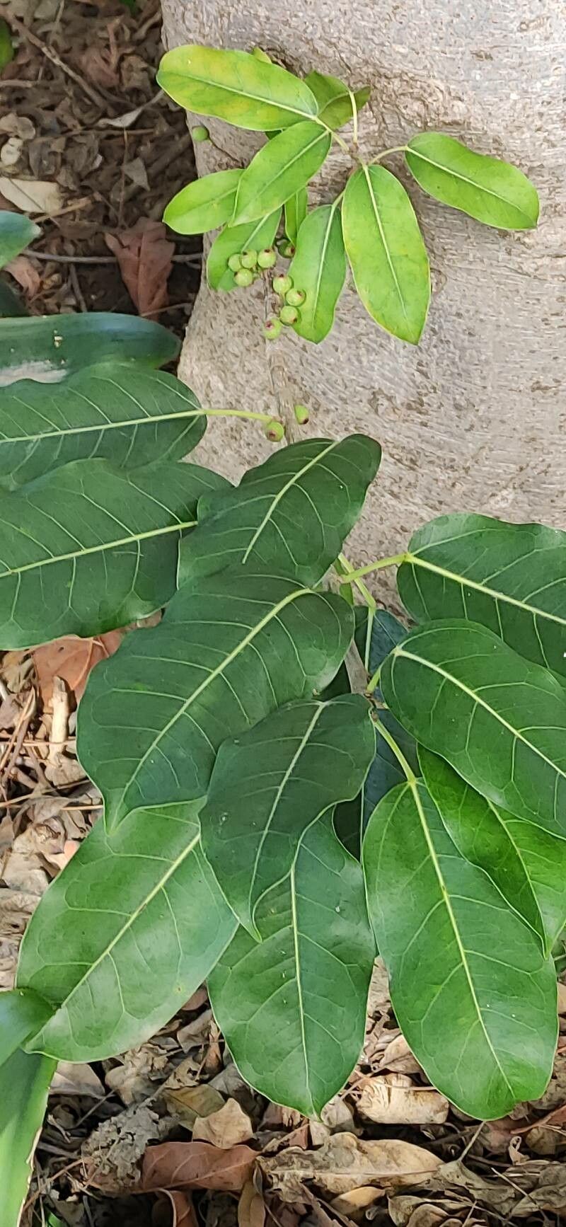 Ficus superba — houseplant care guide