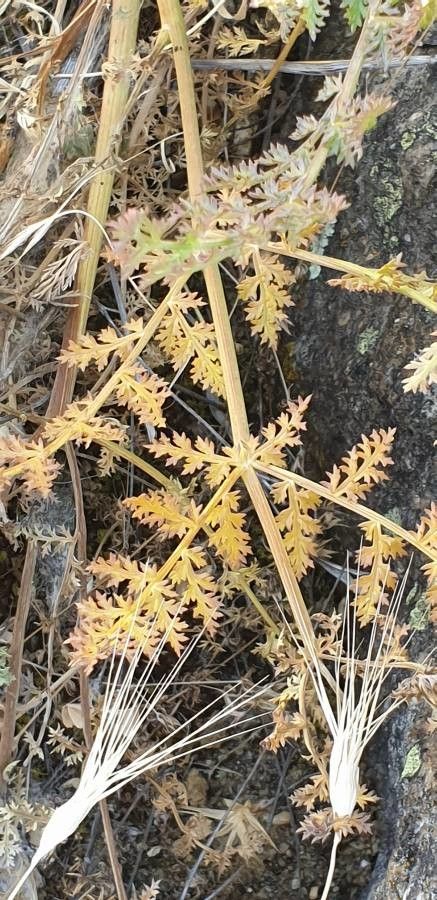 Margotia gummifera — search result for 'Silphium'