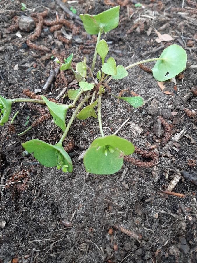 Claytonia perfoliata leaf