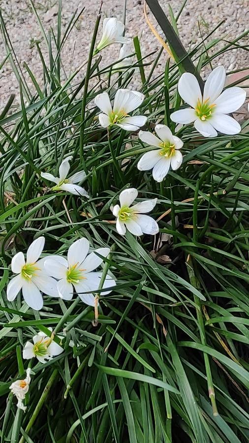 Zephyranthes citrina flower