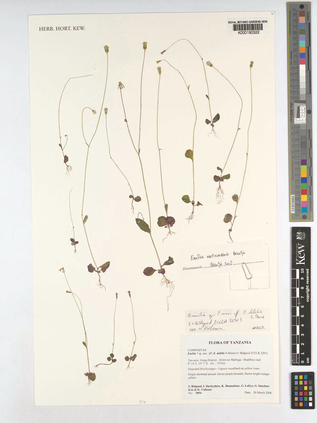 Emilia debilis — search result for 'Emilia'