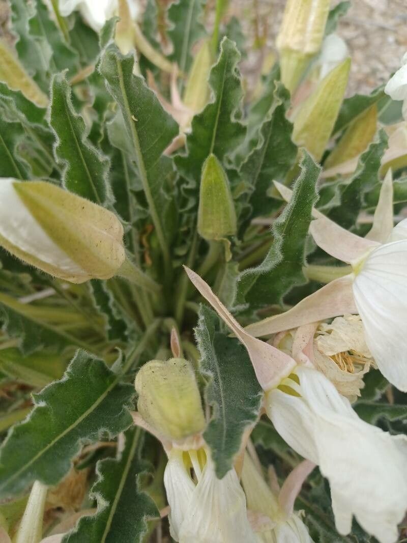 Oenothera californica leaf