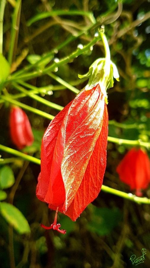 Malvaviscus penduliflorus flower