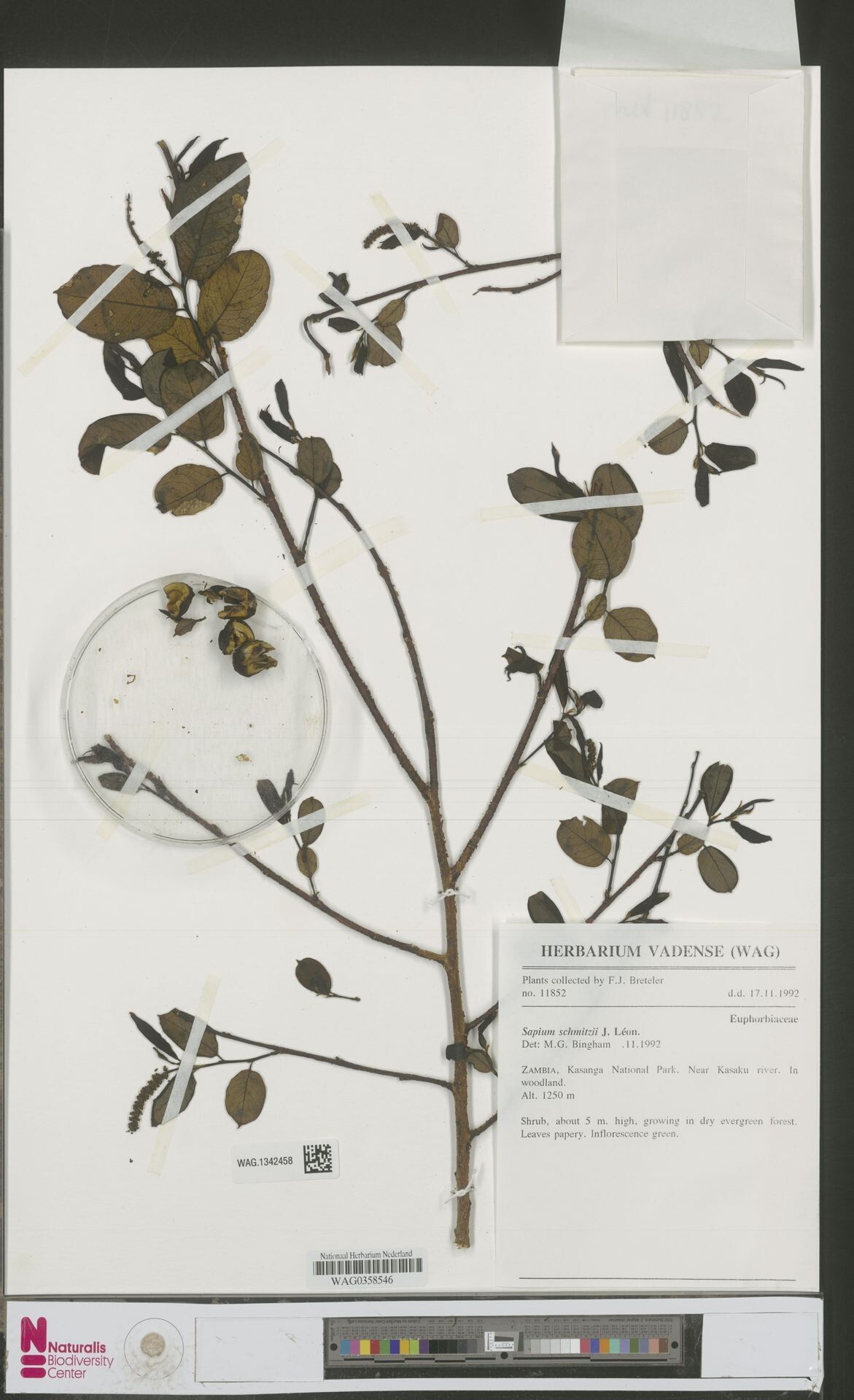 Sclerocroton schmitzii — related species from the same genus