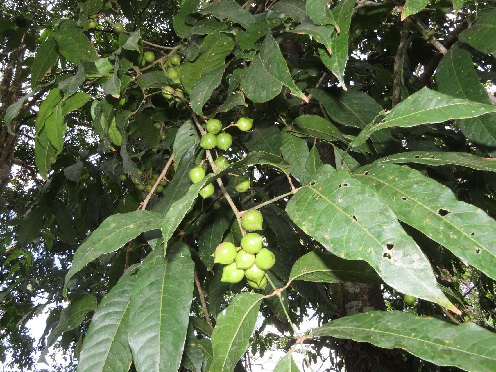 Protium panamense leaf