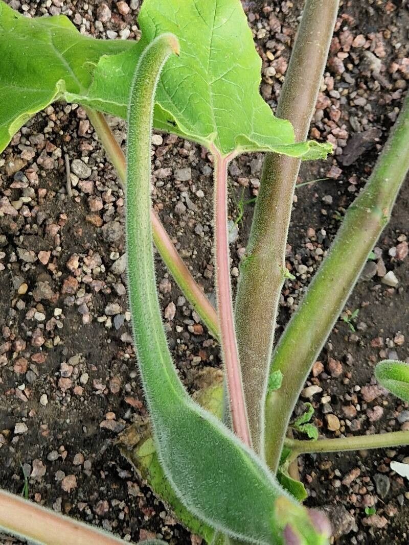 Proboscidea parviflora bark