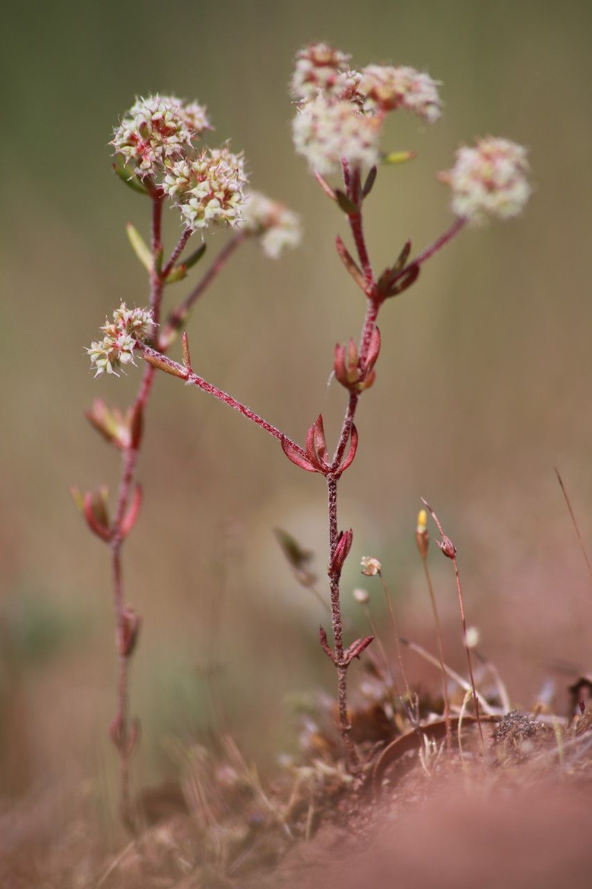 Chaetonychia cymosa habit