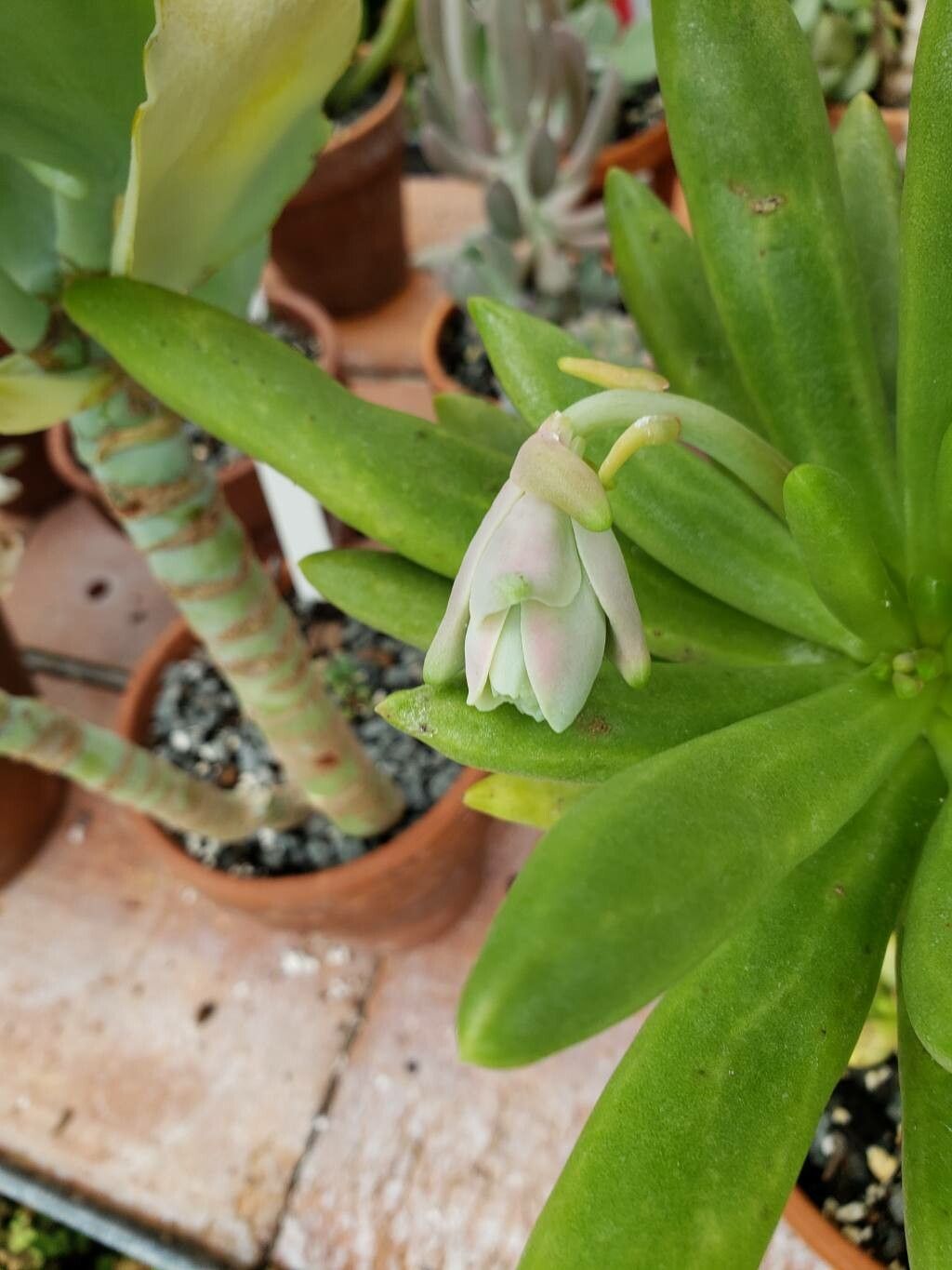 Pachyphytum viride flower