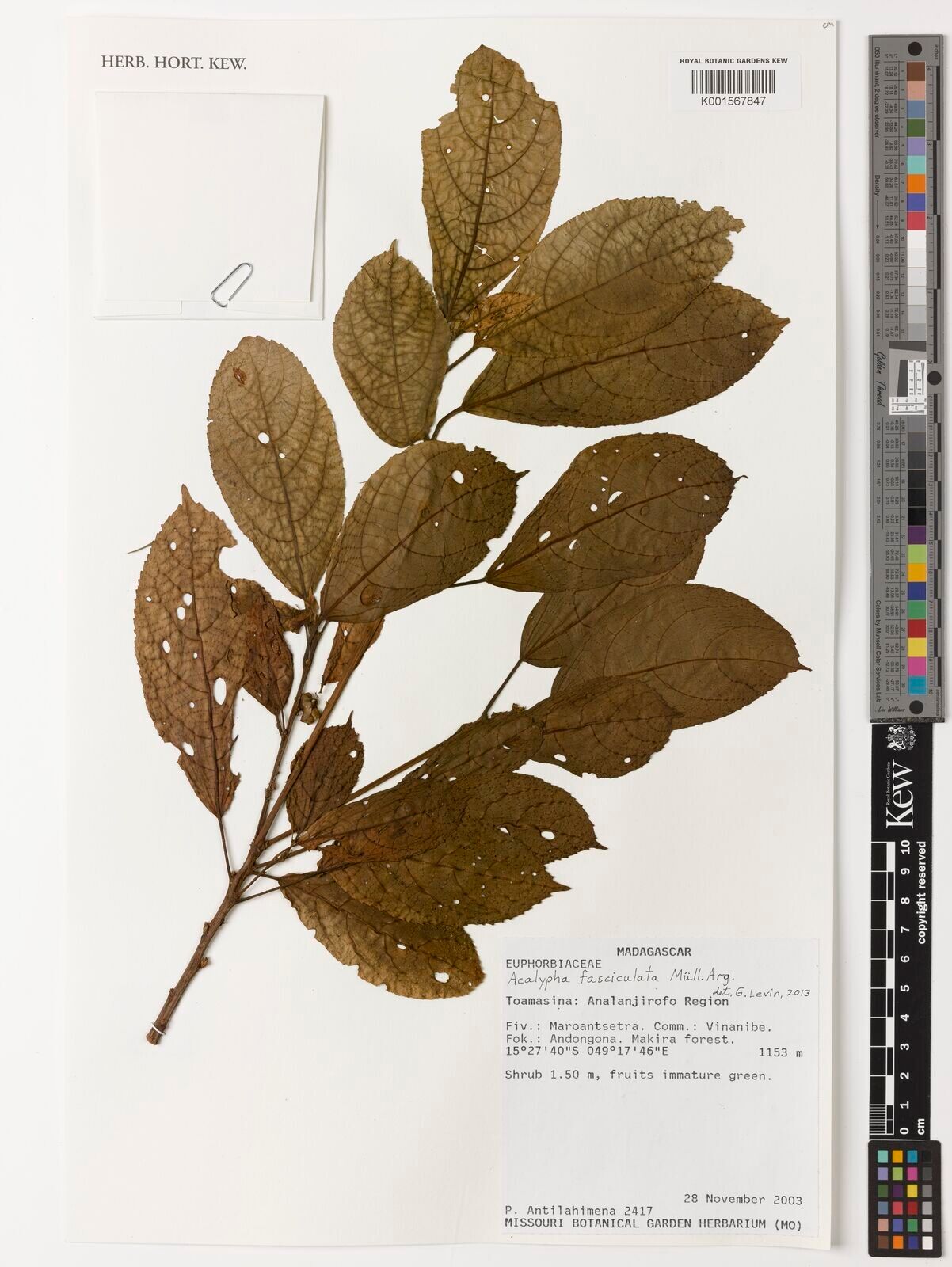 Acalypha fasciculata — houseplant care guide