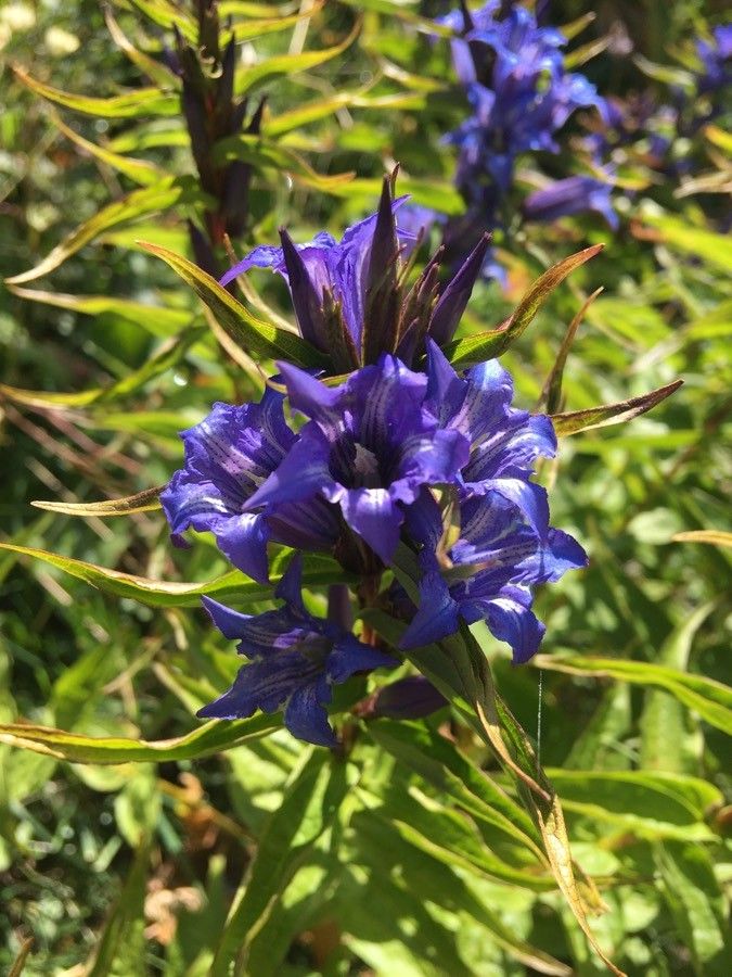 Gentiana asclepiadea flower