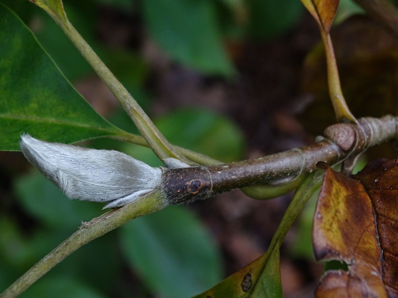 Magnolia × brooklynensis flower