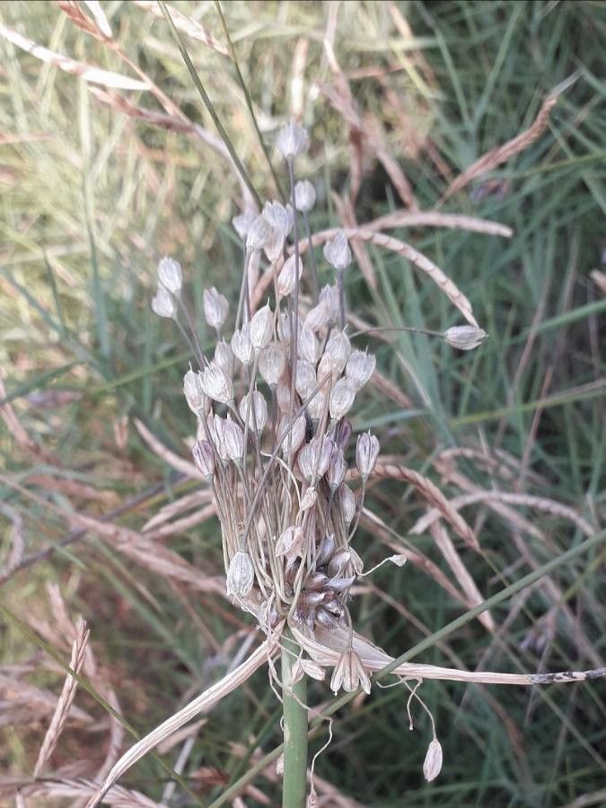 Allium paniculatum fruit